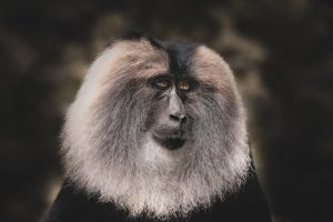 白銀價格分析與投資案例分享